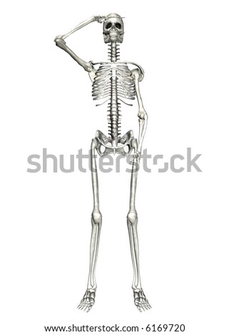 Human Skeleton Isolated Rear View Stock Illustration 56439367