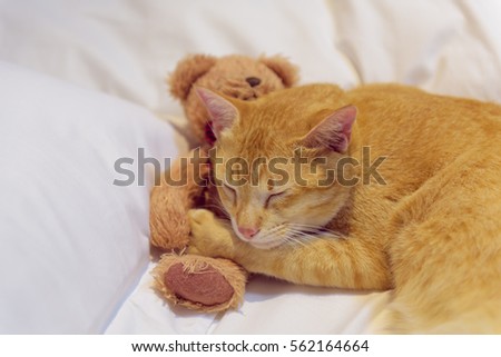 cat in bed with teddy bear