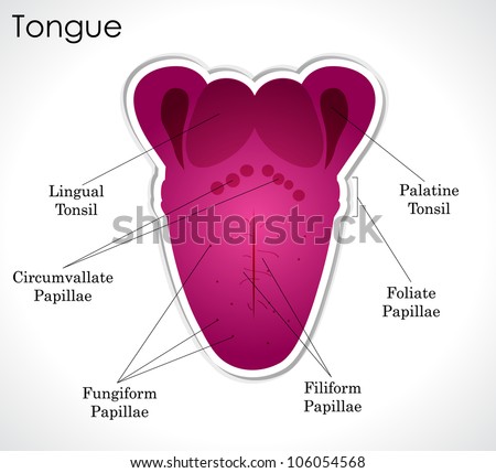 Human Tongue Stock Photos, Images, & Pictures | Shutterstock