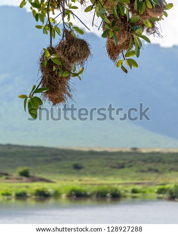 - stock-photo-jack-weaver-birds-in-the-crater-ngorongoro-national-park-tanzania-eastern-africa-128927288
