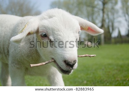 stock-photo-crazy-lamb-with-stick-in-his-mouth-82883965.jpg