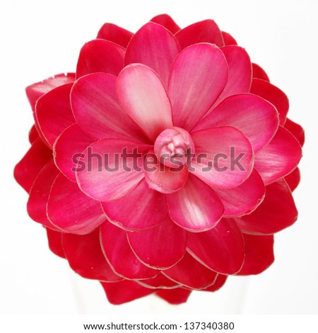 Ginger Flower Stock Photos, Images, & Pictures | Shutterstock