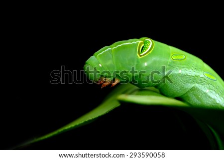 Black Swallowtail Caterpillar | Un jardín de rocas redondas