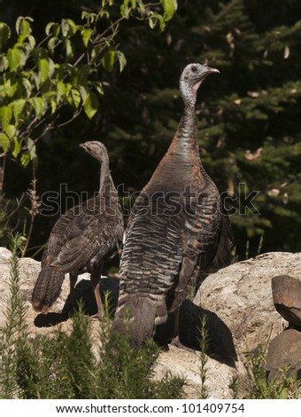 a look at the largest game bird in north america the wild turkey These huge birds are the largest game birds in north america, resembling huge wild turkeys were originally domesticated in mexico by native americans. a look at the largest game bird in north america the wild turkey These huge birds are the largest game birds in north america, resembling huge wild turkeys were originally domesticated in mexico by native americans.