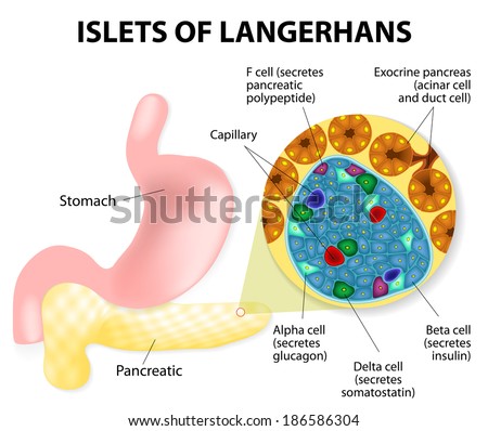 The islets of Langerhans are