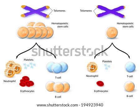 Pancytopenia - Cat