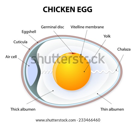 Chicken Incubator Stock Photos, Images, &amp; Pictures  Shutterstock