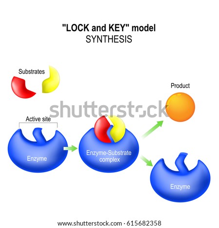 Enzyme Stock Images, Royalty-Free Images & Vectors | Shutterstock