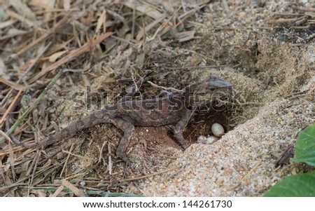 lizard eggs lay laying reptile egg