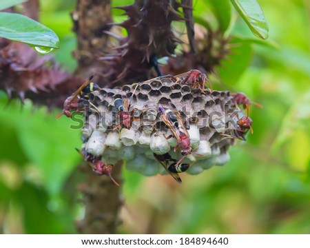 - stock-photo-wasps-in-the-nest-184894640