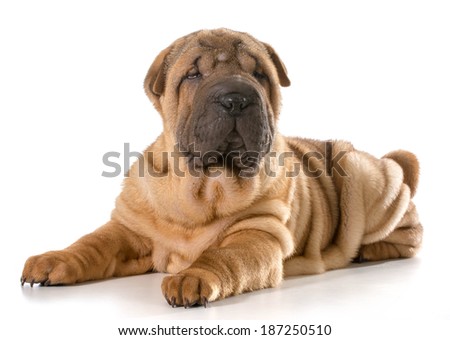 yorkie panting and shaking yorkie puppy isolated on white laying breeds picture yorkie panting and shaking yorkie puppy isolated on white laying breeds picture