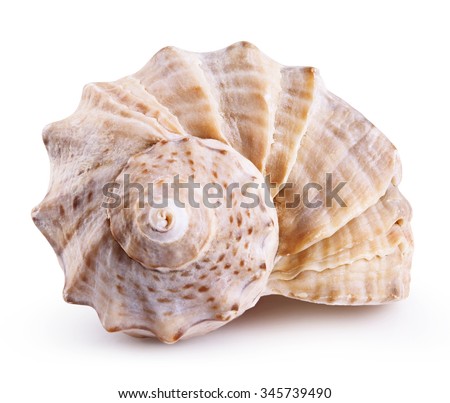 Shell Stock Images, Royalty-Free Images & Vectors | Shutterstock