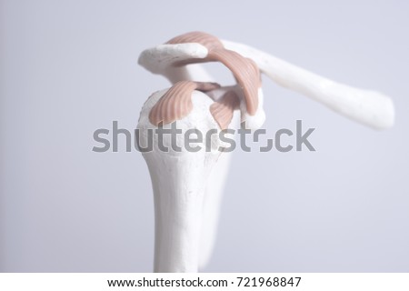 Ligament Stock Images, Royalty-Free Images & Vectors | Shutterstock