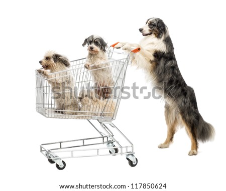 stock-photo-australian-shepherd-standing-on-hind-legs-and-pushing-a-shopping-cart-with-dogs-against-white-117850624.jpg