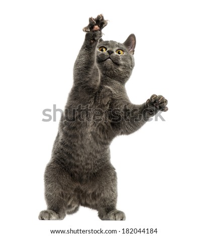 stock-photo-front-view-of-a-chartreux-ki