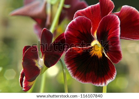 Red Pansies Stock Photos, Images, & Pictures | Shutterstock