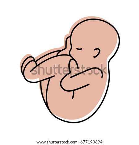 Fetus Womb Stock Vector 258023525 - Shutterstock