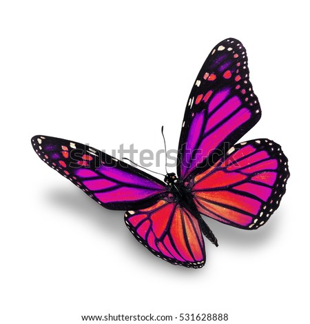 Butterfly Hunter's Portfolio On Shutterstock