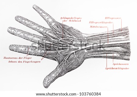 Vintage 19th century drawing of human hand/palm nervous system and