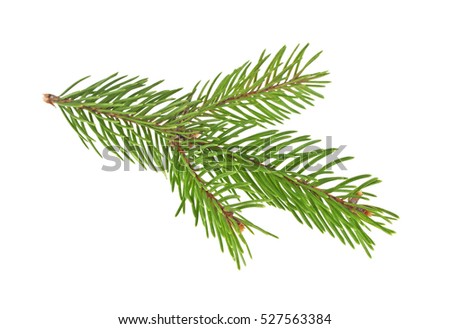 Watercolor Painted Fir Tree Branch Stock Illustration 149799413