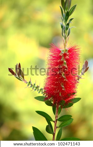 Bottle-brush Stock Photos, Royalty-Free Images & Vectors - Shutterstock