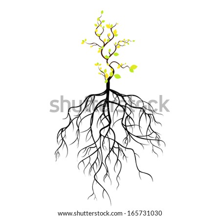 Tree Roots Vector Stock Photos, Images, & Pictures | Shutterstock