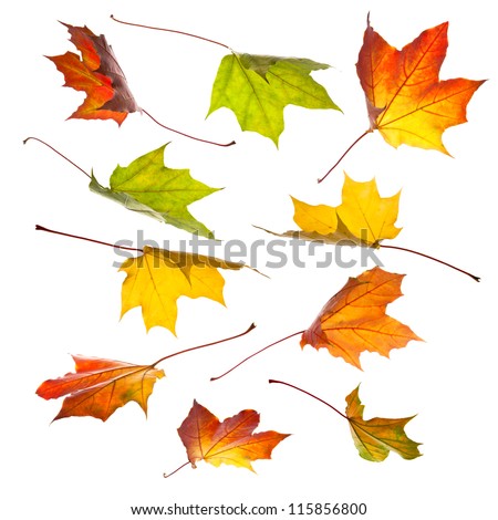 Falling Leaves Stock Photos, Images, & Pictures | Shutterstock