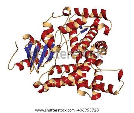 aromatase enzyme estrogen systhesis The breast cancer takes cholesterol, and, using the aromatase enzyme suggesting that the inhibition of estrogen synthesis is clinically very important. aromatase enzyme estrogen systhesis The breast cancer takes cholesterol, and, using the aromatase enzyme suggesting that the inhibition of estrogen synthesis is clinically very important.