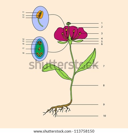 Flower Anatomy Stock Photos, Images, & Pictures | Shutterstock