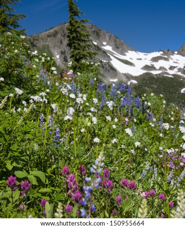 wildflowers appleton mount mountain olympic national summer park shutterstock
