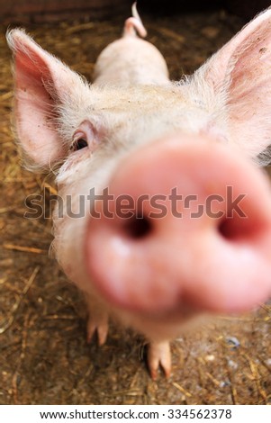 Snout Stock Images, Royalty-Free Images & Vectors | Shutterstock