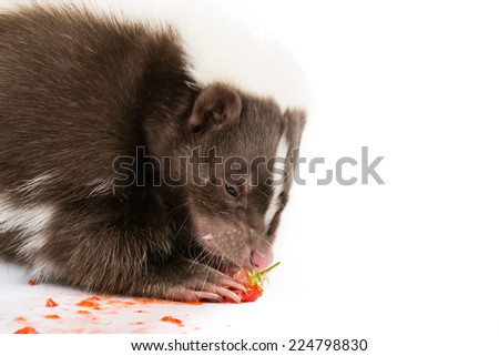 Picture of a skunk eating a strawberry on a white background - stock photo