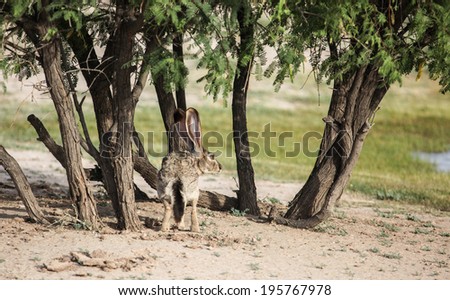 Desert Mesquite Tree