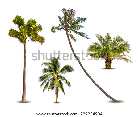 Washingtonia Stock Photos, Images, & Pictures | Shutterstock