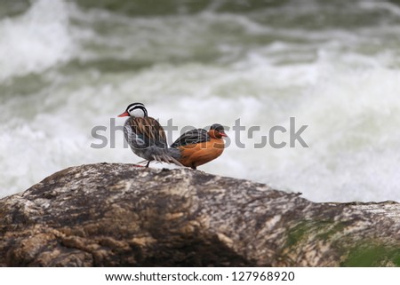 Torrent Stock Photos, Torrent Stock Photography, Torrent Stock Images ...