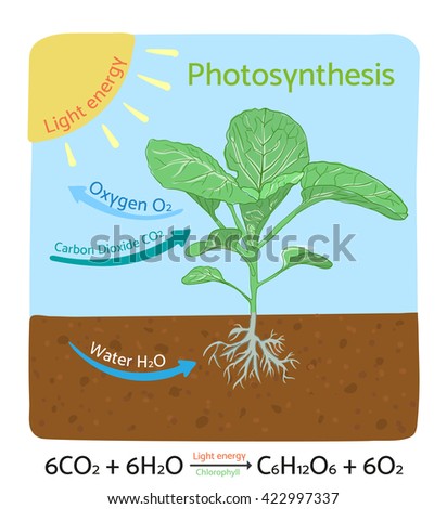 Photosynthesis Stock Images, Royalty-Free Images & Vectors | Shutterstock