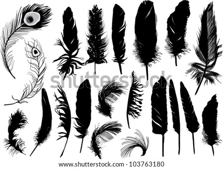 Feather Stock Photos, Images, & Pictures | Shutterstock