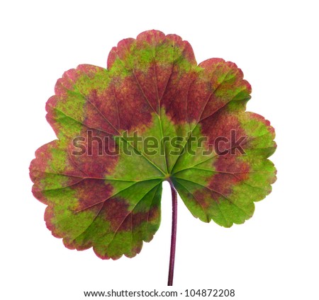 Single Geranium Edited 024