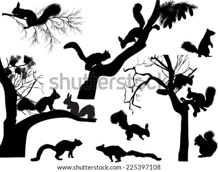 Squirrel outline Stock Photos, Images, & Pictures | Shutterstock