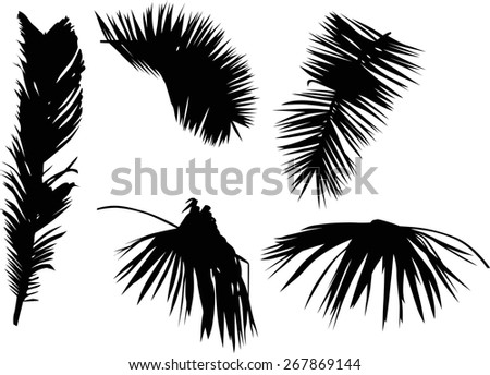 Palm Frond Stock Photos, Images, & Pictures | Shutterstock