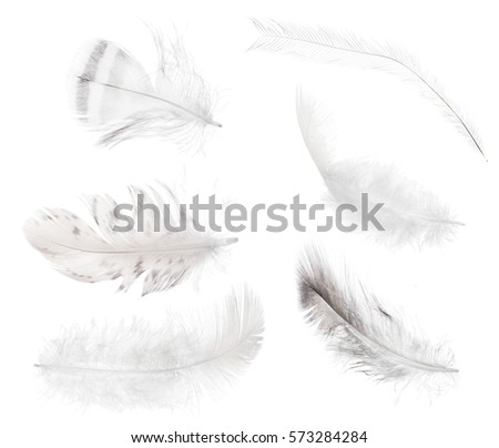 Thirteen Feathers Isolate On White Background Stock Photo 133049735