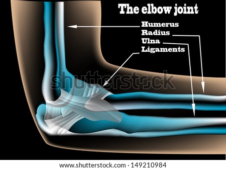 Arm-bone Stock Photos, Royalty-Free Images & Vectors - Shutterstock