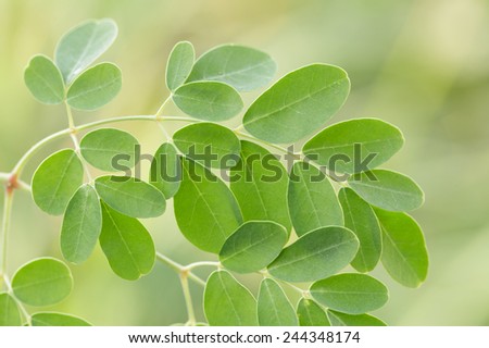 Fresh edible moringa leaves  stock photo