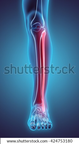 Fibula Stock Images, Royalty-Free Images & Vectors | Shutterstock