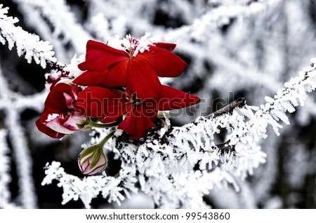 Frozen Flower Stock Photo 99543860 - Shutterstock