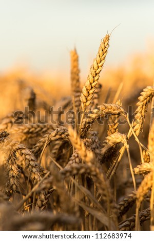  - stock-photo-golden-field-of-wheat-against-a-blue-sky-golden-wheat-field-112683974