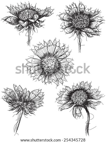 Closeup View Bunch Sunflowers Coloring Page Stock Vector 464213669