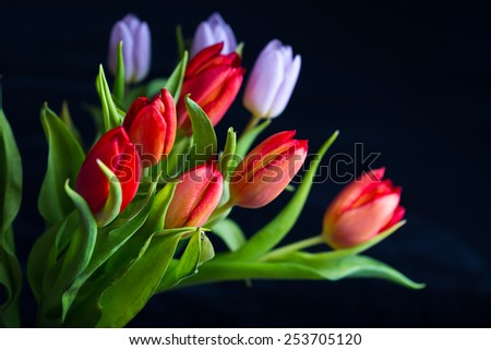 Beautiful Tulip Flowers - Stock Photo