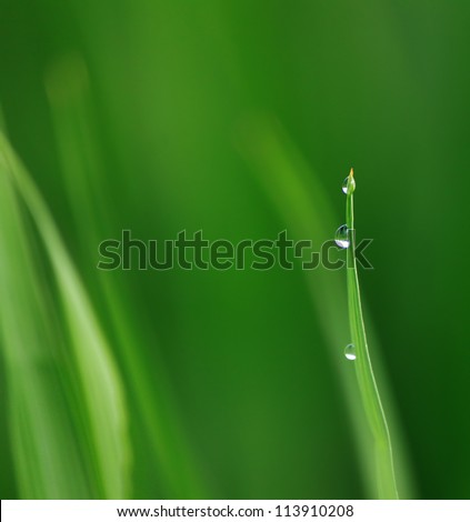 Morning Dew 3 Wallpaper Morning Dew 3 Wallpaper