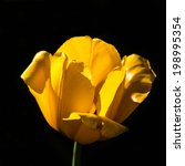 stock-photo-single-yellow-flower-on-a-black-background-macro-198995354.jpg